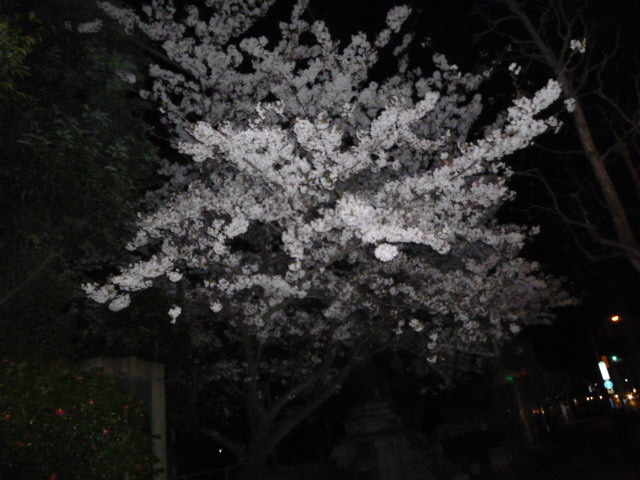 夜桜