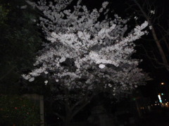 夜桜