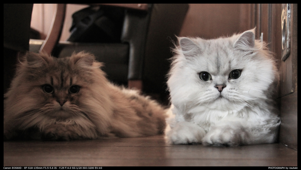 CATS