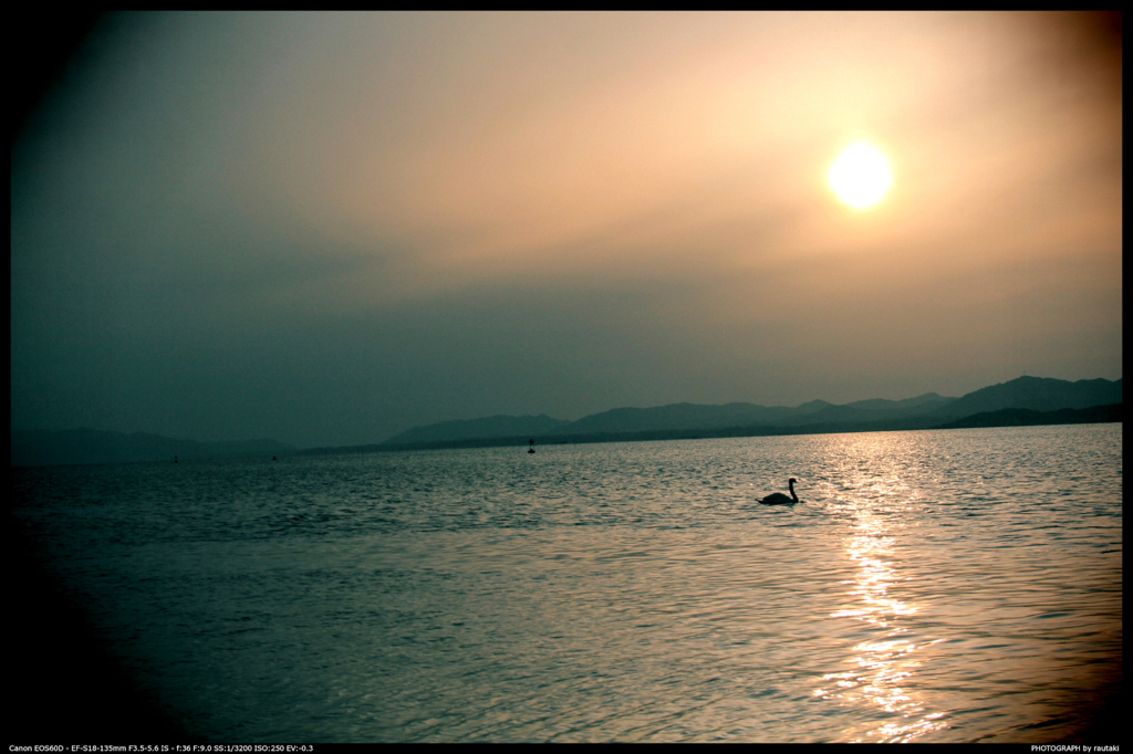 夕日と湖と白鳥と