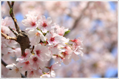 桜_1