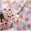 桜_1