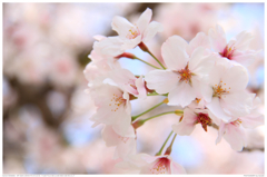 桜_2