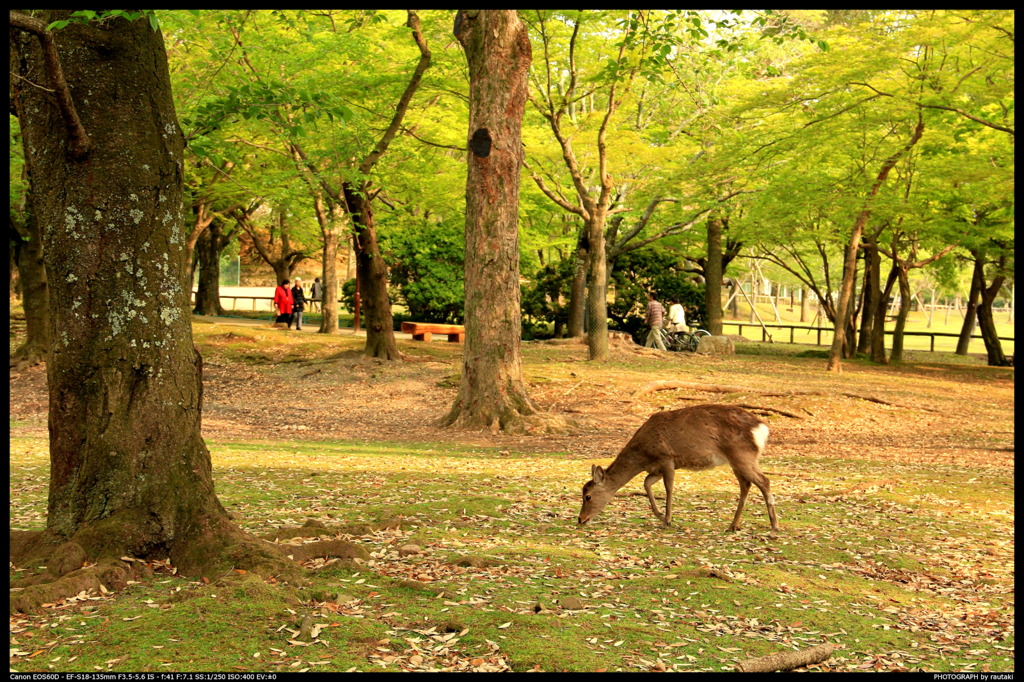 鹿と公園