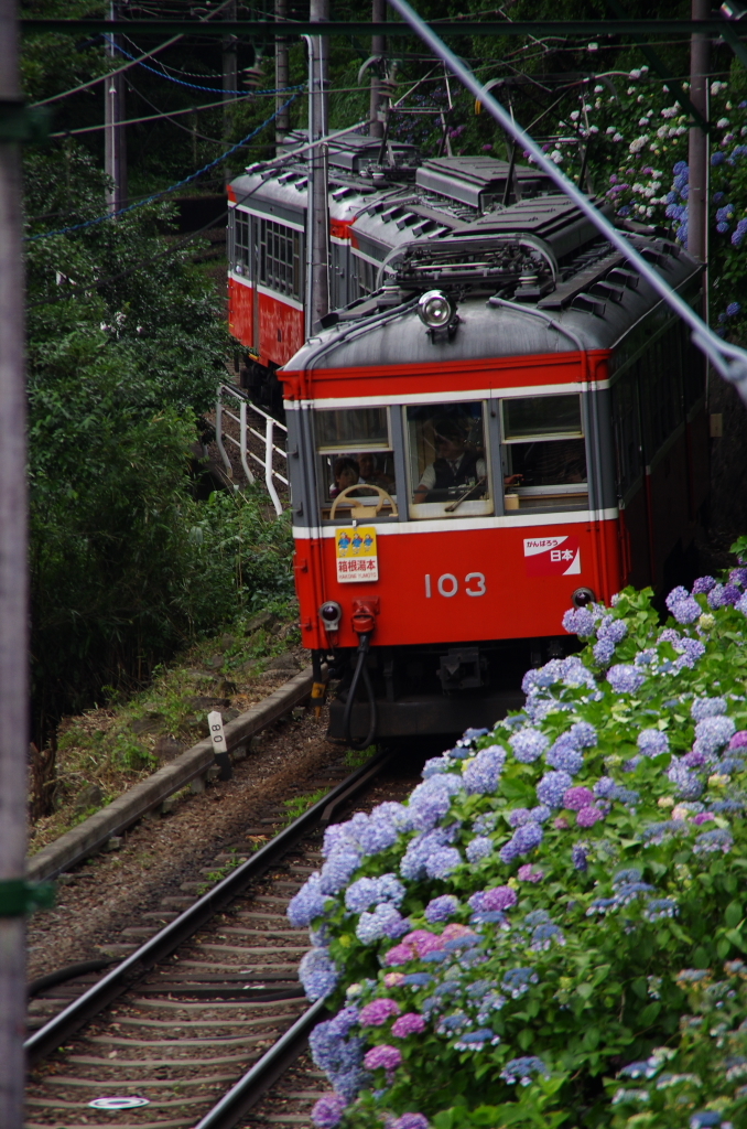 あじさい電車