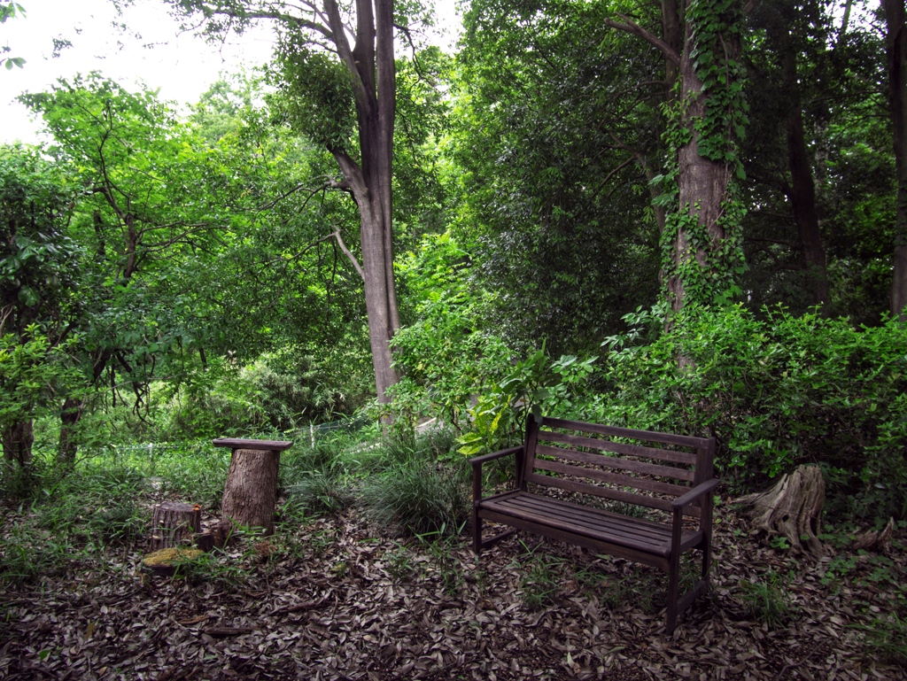 森林公園の深緑