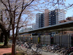 昭島駅ホームと桜