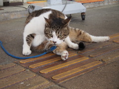 上越高田の猫