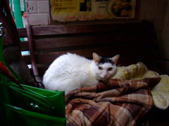 新宿三丁目のカフェ猫