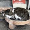 ねむい猫