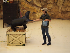 鳥羽水族館のアシカショーで握手