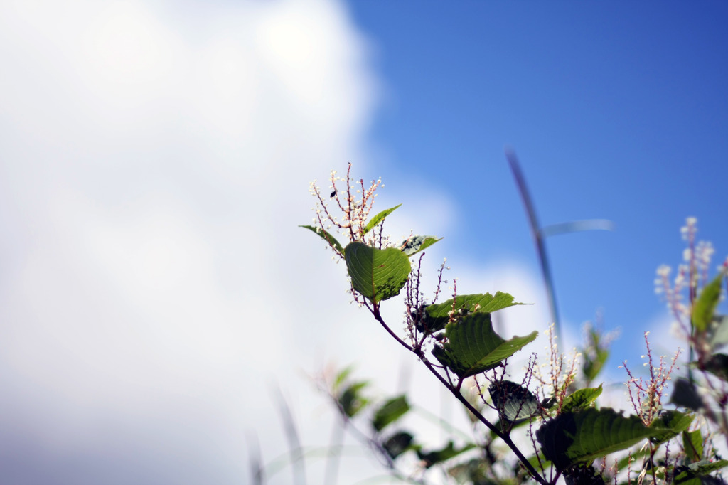 何の草でしょう？