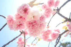 當麻寺の八重桜②