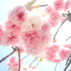 當麻寺の八重桜②