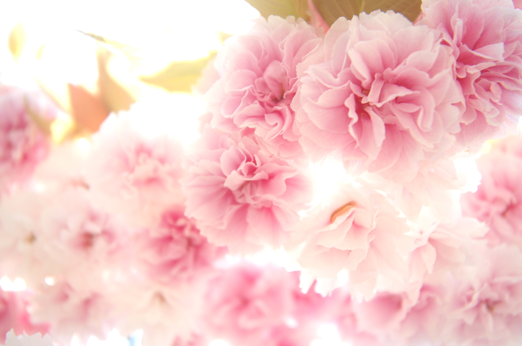 當麻寺の八重桜①