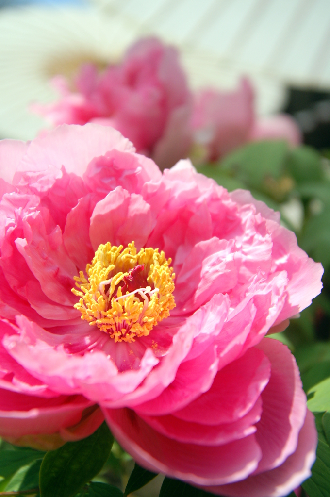 當麻寺の牡丹①