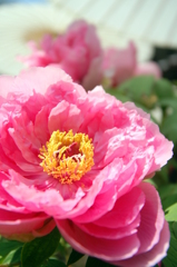 當麻寺の牡丹①