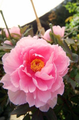 當麻寺の牡丹②