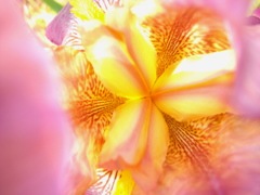 R1007292-1_1