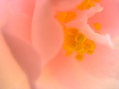 R1007409_01-1_1