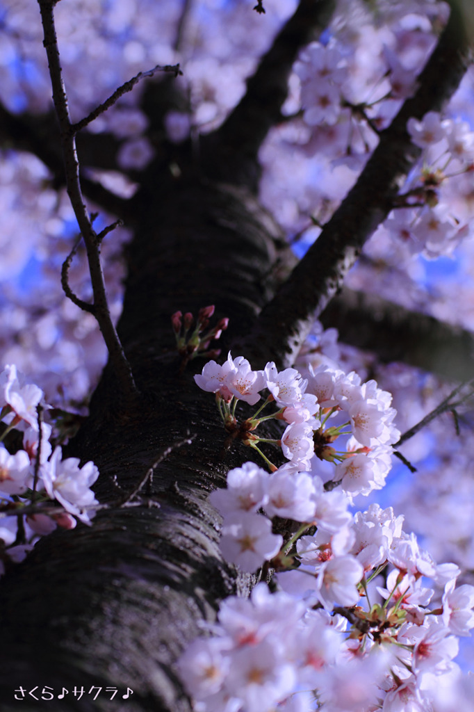 桜