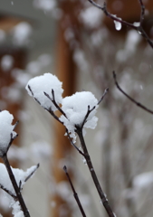 枝雪