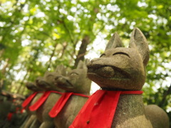 狐の森