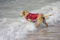 海と愛犬