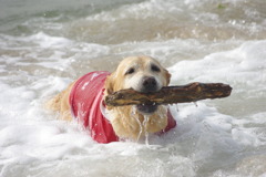 海と愛犬