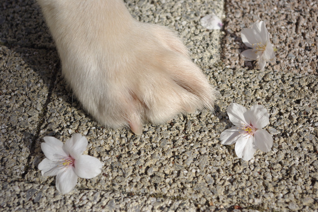 愛犬の足
