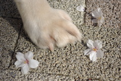愛犬の足