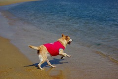 海に行ってきまぁ～す