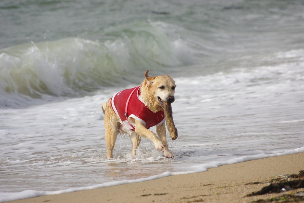 海と愛犬