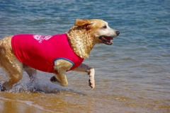 海に向かって