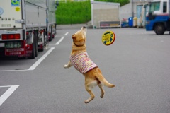 myuとフリスビー