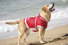 海と愛犬
