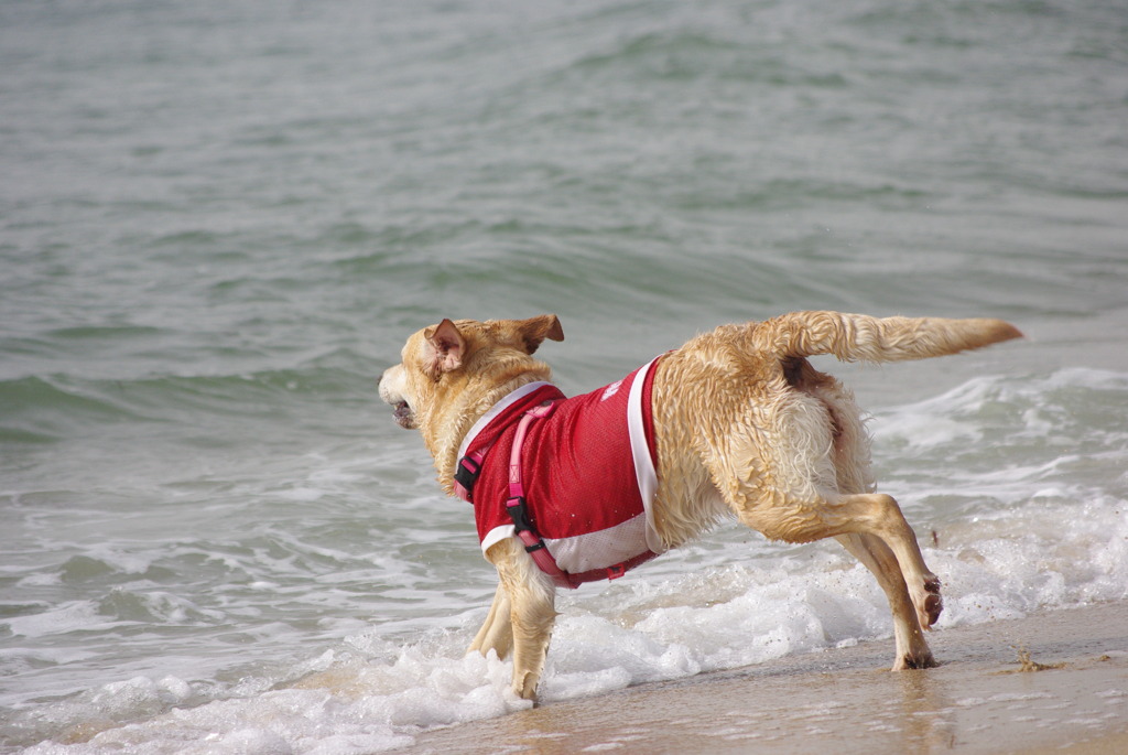 海と愛犬