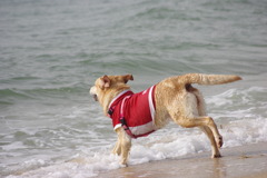 海と愛犬