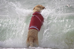 海と愛犬