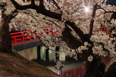 宵桜