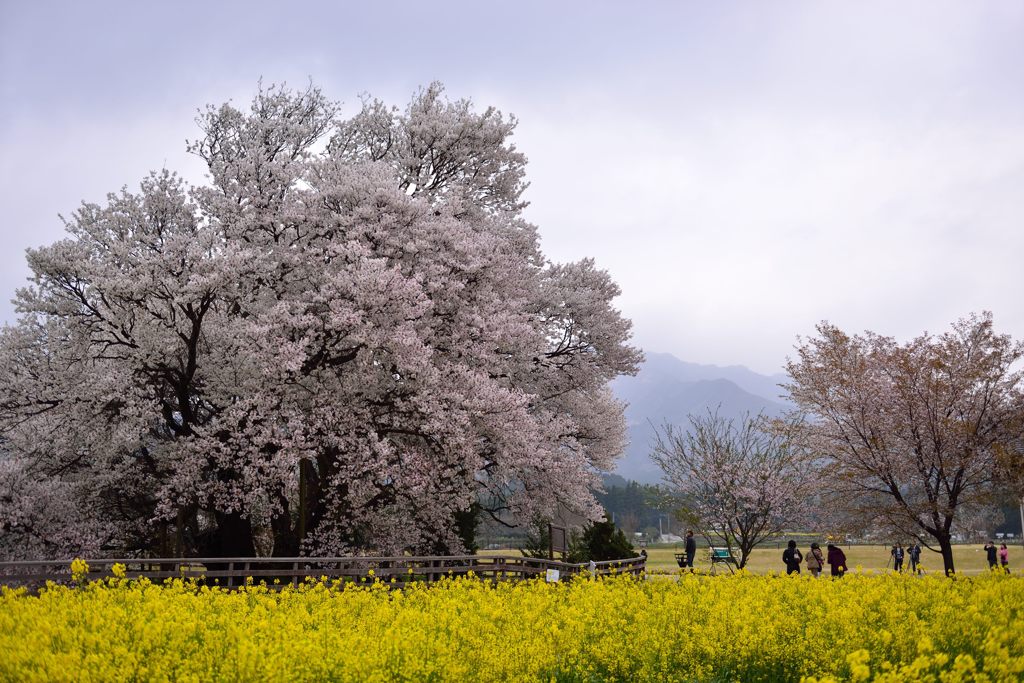 一心行の大桜