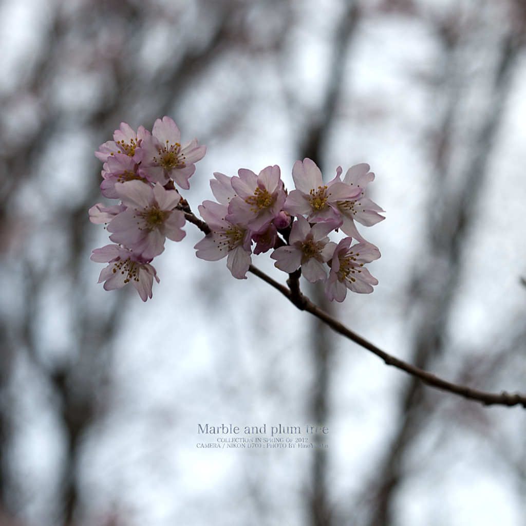 Marble and plum tree