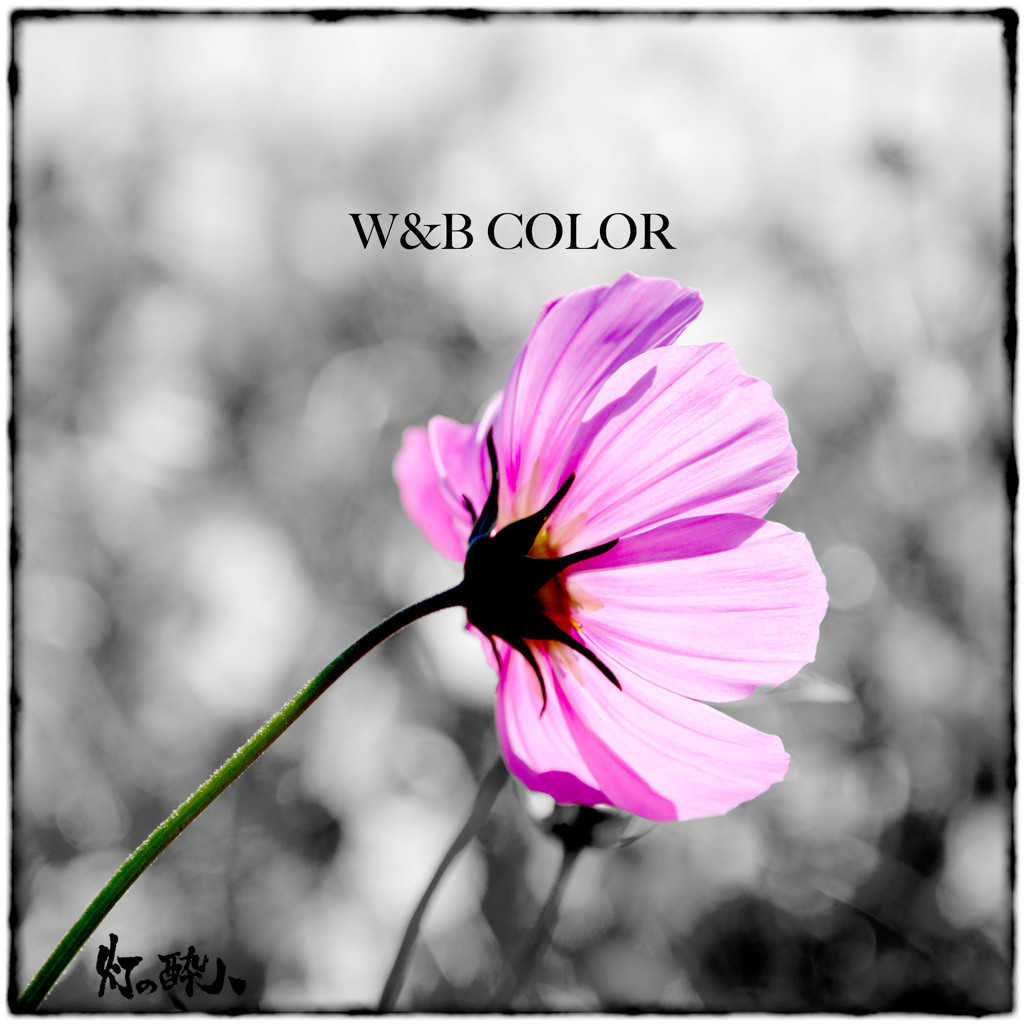 W&B COLOR