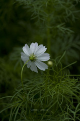 White cosmos