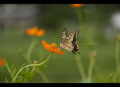 Swallowtail