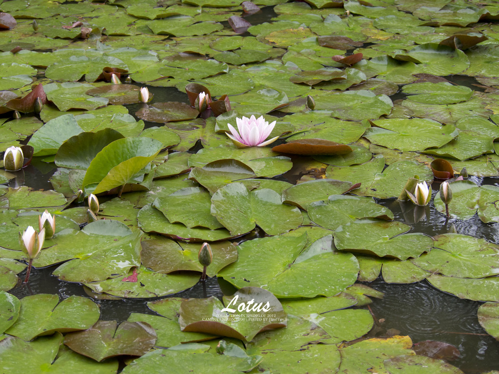 Lotus