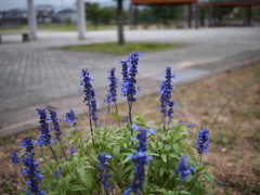 梅雨の公園
