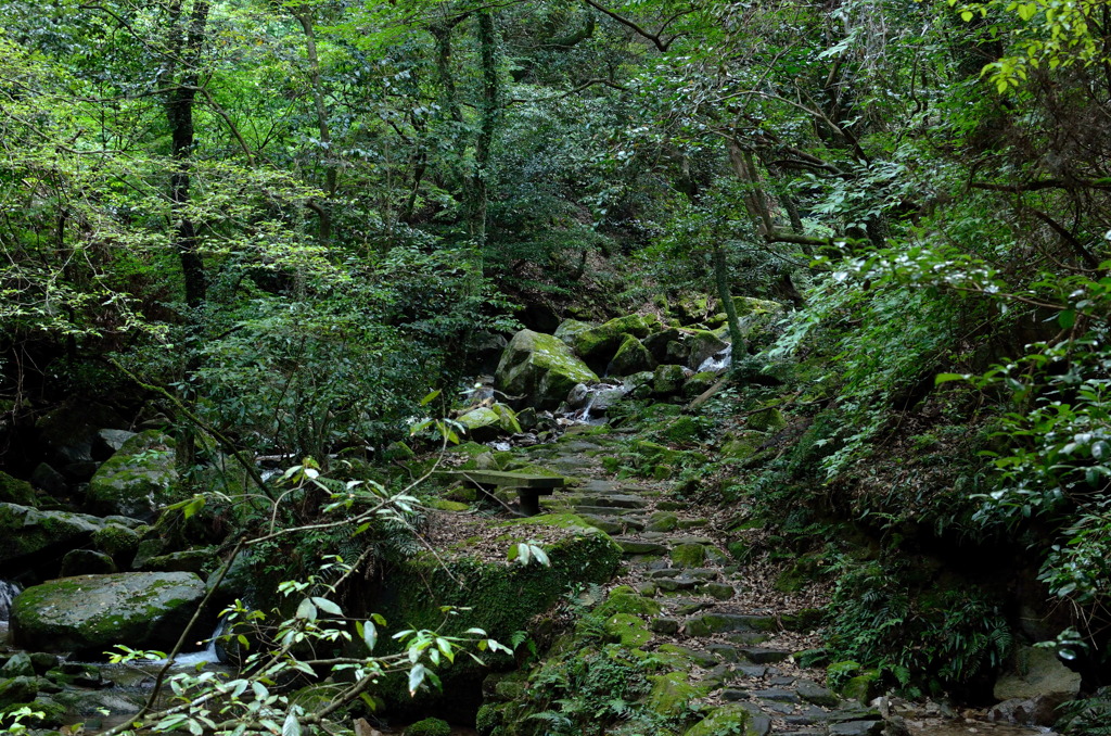 妖精の通り道