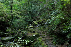 妖精の通り道