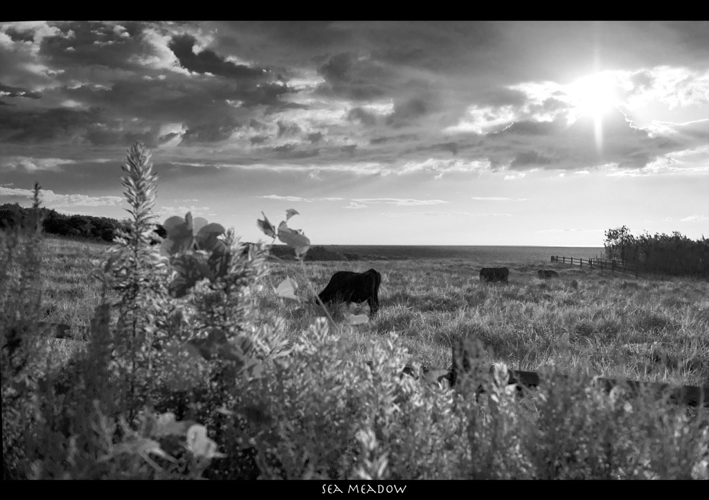 Sea meadow